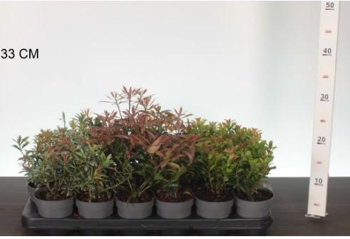 Picture of Pieris jap. in varieties P9