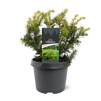 Taxus baccata Summergold