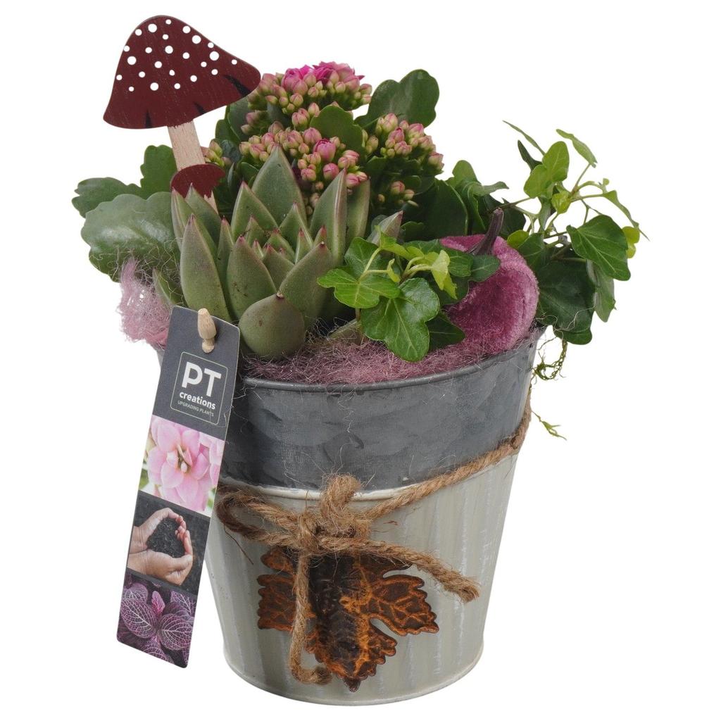 Picture of PTHI5306 Arrangement Autumn Indoor in metal box P13 23cm