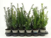 Taxus in varieties