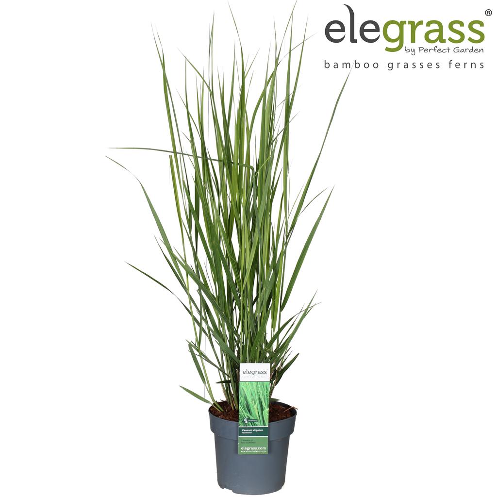 Picture of Panicum virgatum Northwind P19 (3 Ltr)