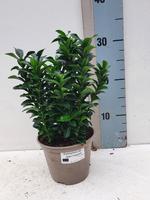 Euonymus jap. Jean Hughes