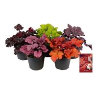 Heuchera Indian Summer in varieties