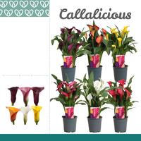 Zantedeschia in varieties