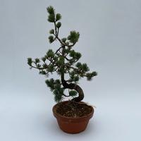 Bonsai Pinus parviflora (outdoor) 19CM CERAMIC 40CM Piece × 6 - £ 59.72 Shelf £ 58.92 Trolley