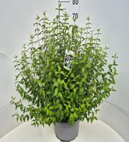 Philadelphus Lemoinei