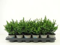 Cryptomeria japonica Vilmoriniana