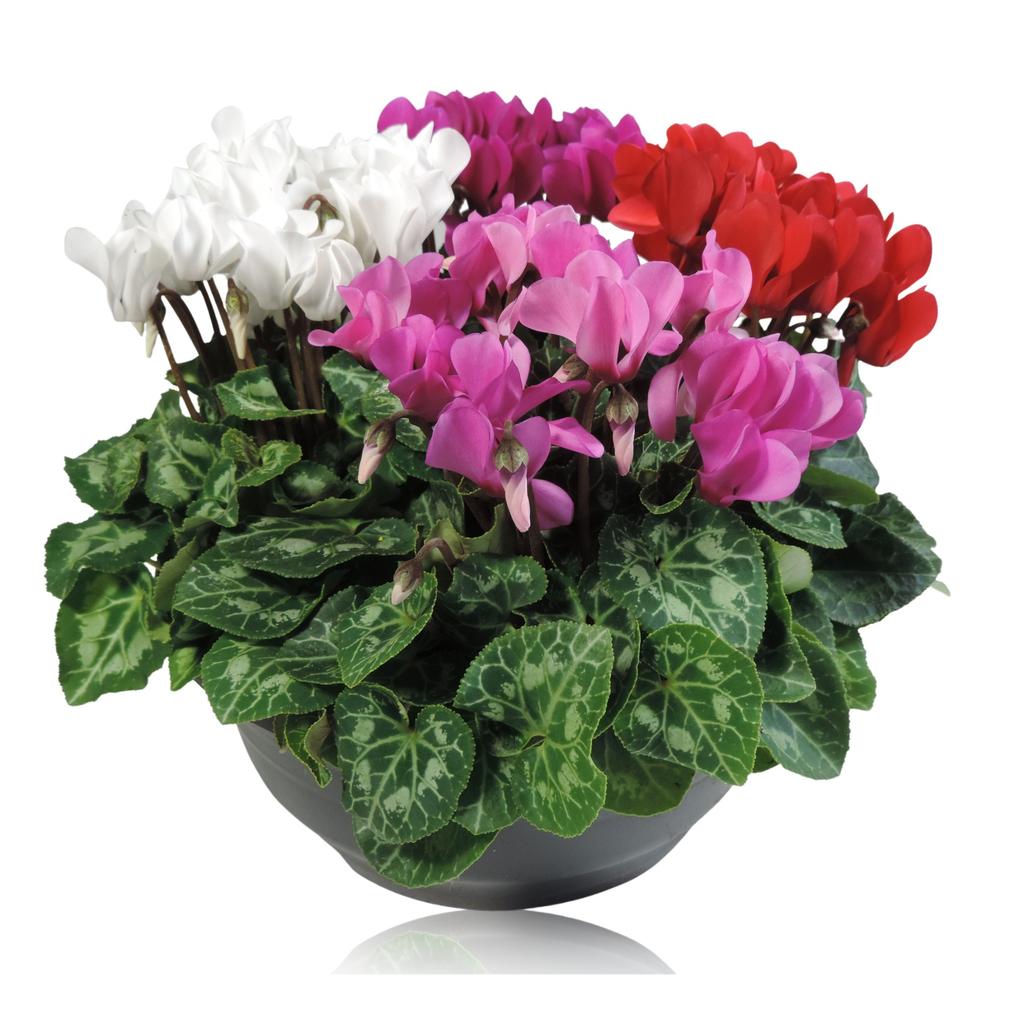 Billede af Cyclamen Super Serie Carnaval in bowl XLRS23-320101 P23 25CM
