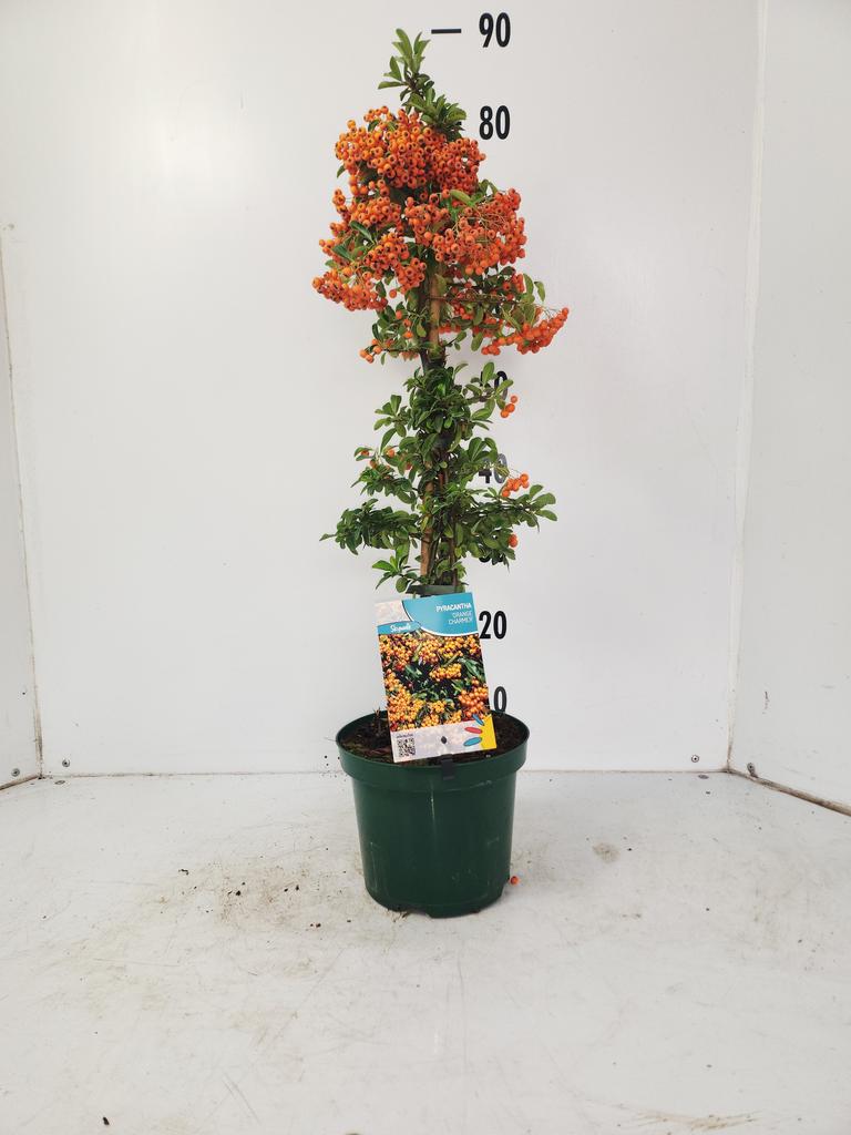 Picture of Pyracantha Golden Charmer P12 2-STICK