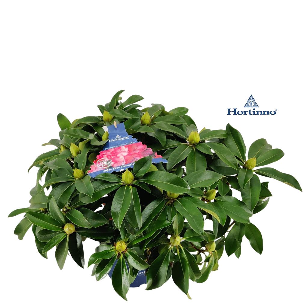 Picture of Rhododendron XXL large P23 (5 Ltr) 65CM
