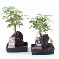 Lova Schefflera Mix