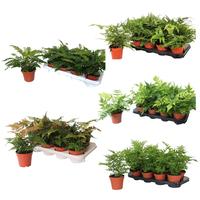 Ferns OUTDOOR 4-5 varieties per shelf