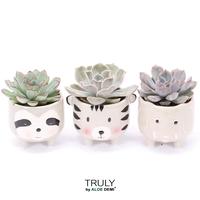 Echeveria in varieties TRULY Animal Grey