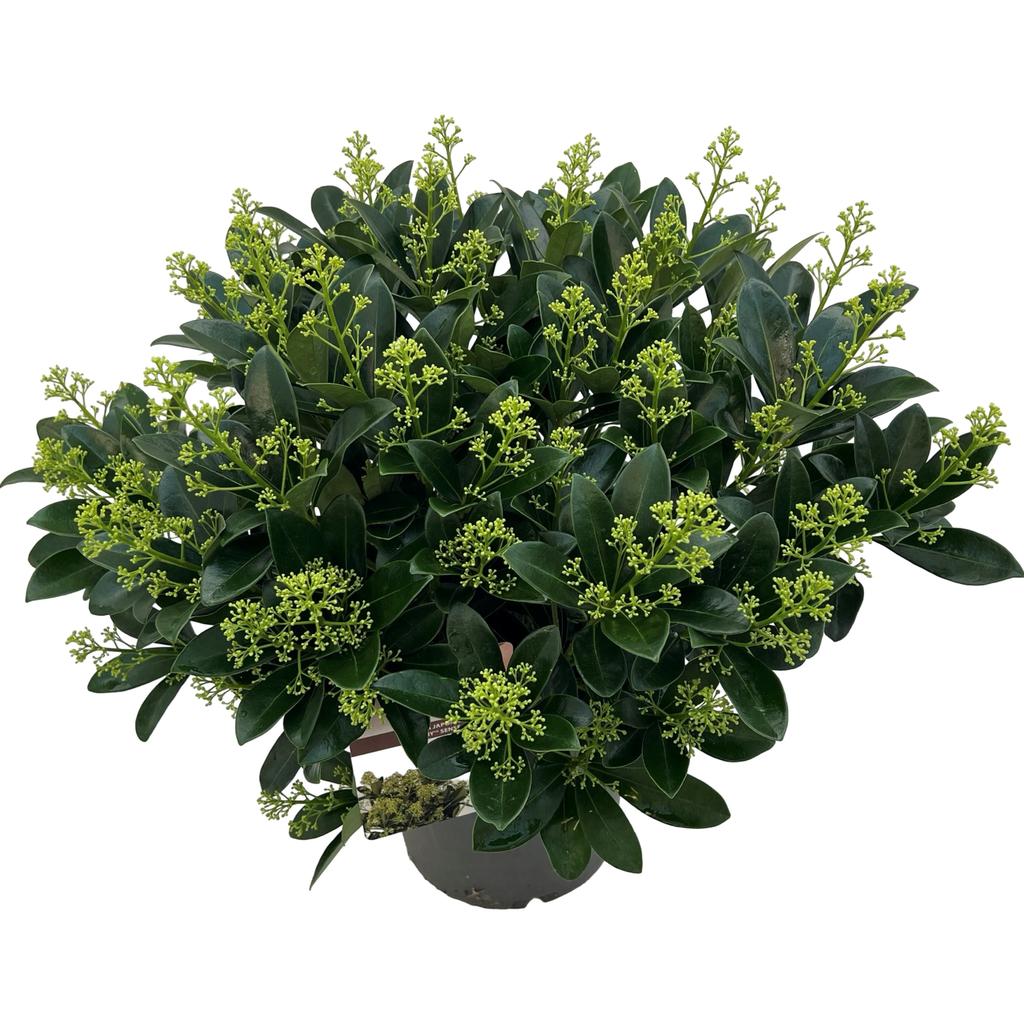 Picture of Skimmia jap. Finchy P23 (5 Ltr)