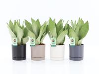 Sanseviera Moonshine in Hainan cereamics 4 colours