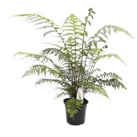 Dicksonia antarctica