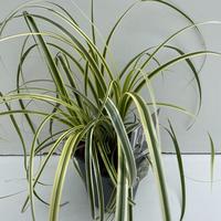 Carex osh. Feather falls