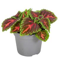 Coleus Franklin street