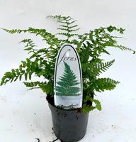 Polystichum setiferum