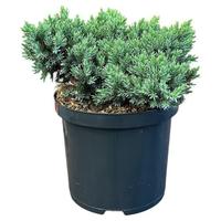 Juniperus squa. Blue Star