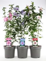 Hibiscus syriacus in varieties