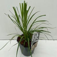 Cortaderia selloana