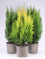 Chamaecyparis in varieties