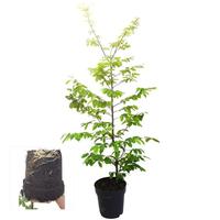 Carpinus betulus