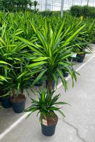Dracaena Riki 45-15