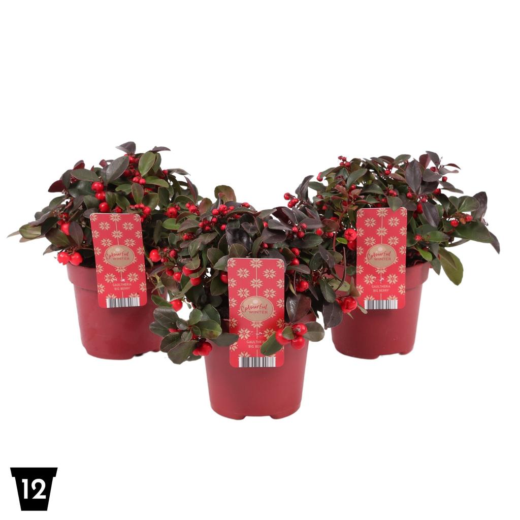 Obrázok z Gaultheria Big Berry P12 Peat Free