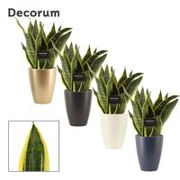 Sansevieria Superba in Carly (Neo Architect-collection)