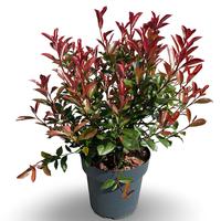 Photinia fras. Carre Rouge