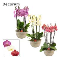 Phalaenopsis hybrid Faya symphony mix (Deco-collection)