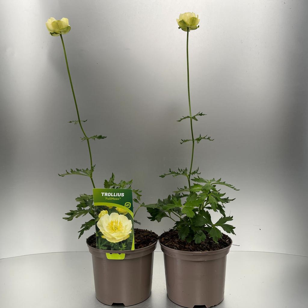 Obrázok z Trollius Fullmoon P17 (2 Ltr)