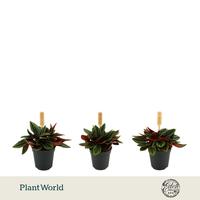 Peperomia Rosso Bambino