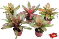 Neorgelia in varieties