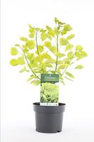 Cotinus cogg, Golden Spirit