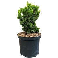 Chamaecyparis obt. Meroki Twin