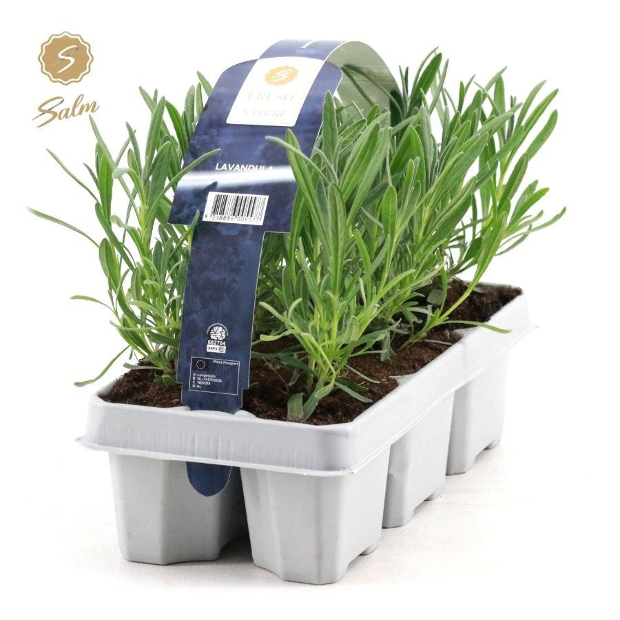Obrázek Lavandula ang. White 6-PACKS