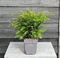 Taxus baccata