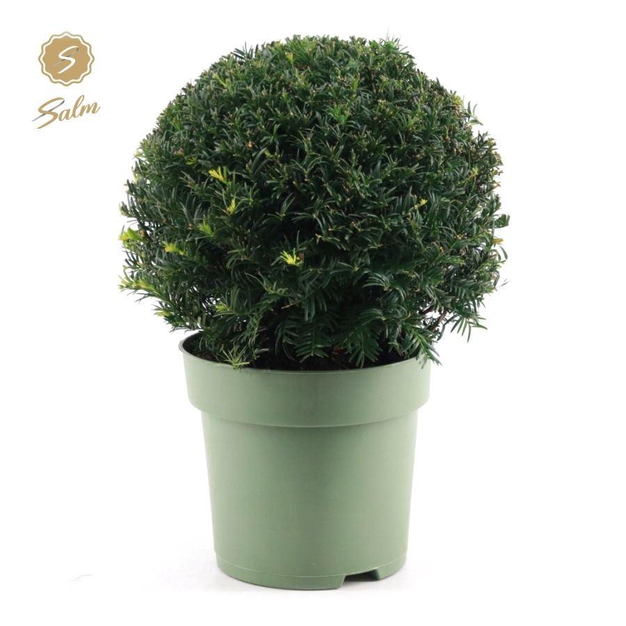 Picture of Taxus baccata P24 (6 Ltr) BALL 32 CM