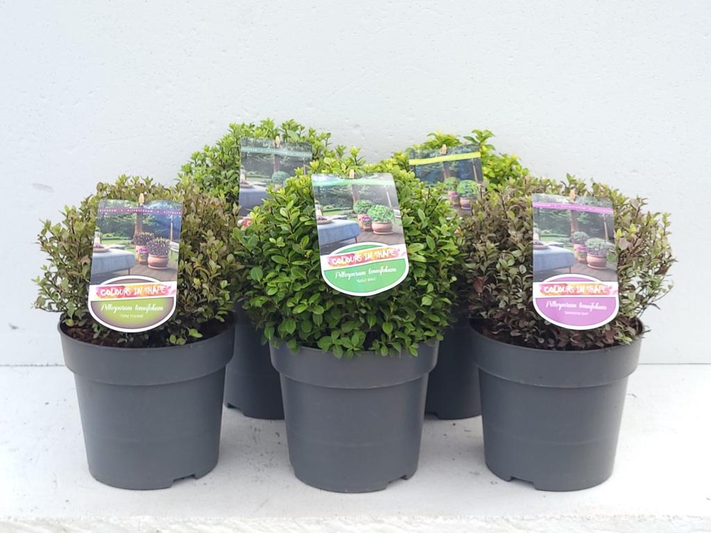Picture of Pittosporum ten. in varieties P23 (5 Ltr) BALL