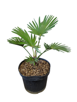 Trachycarpus wagnerianus
