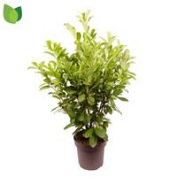 Prunus laurocerasus Rotundifolia