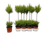 Cupressus macr. Goldcrest Wilma