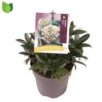 Skimmia jap. Marlot