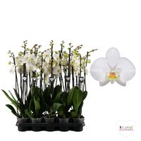 Phalaenopsis hybrid Leeds