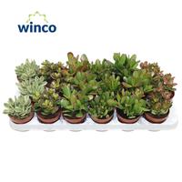 Crassula in varieties