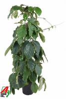 Tetrastigma voinierianum coloumn