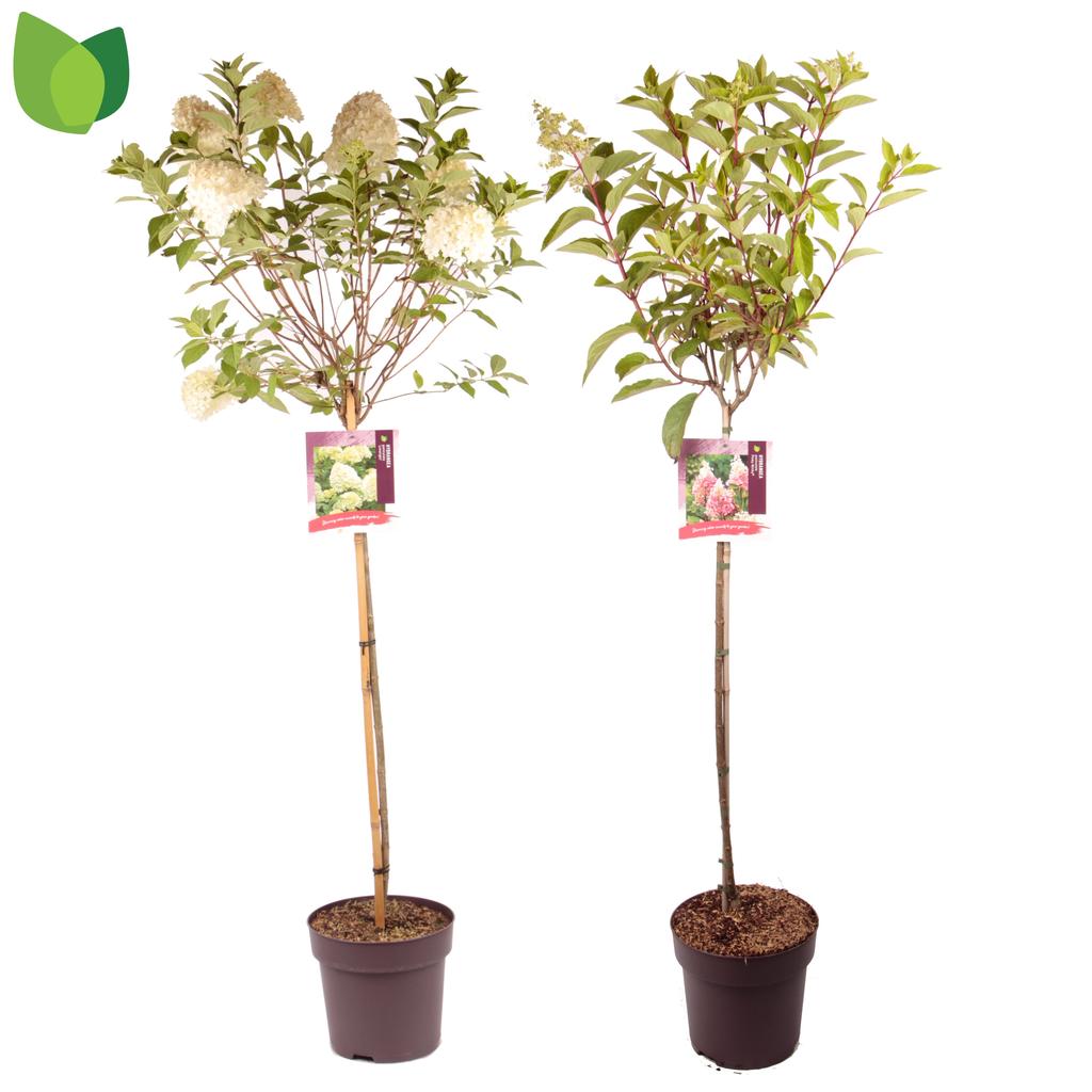 Obrázek Hydrangea pan. in varieties P29 (10 Ltr) 90/STD